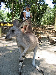 249 Wildlife Habitat Port Douglas